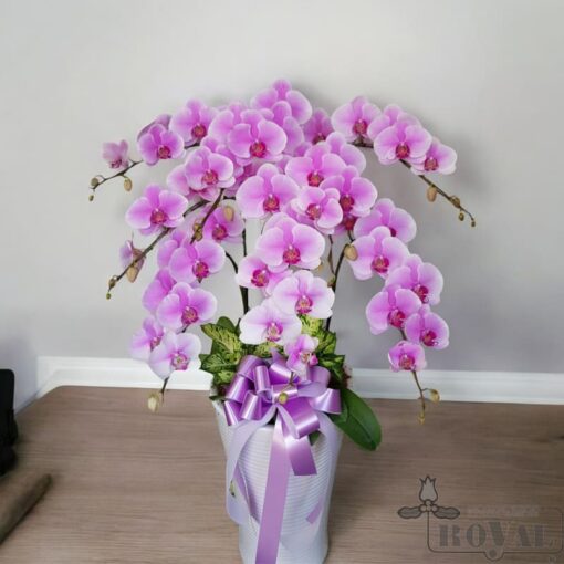 國際皇家花藝設計 蘭花