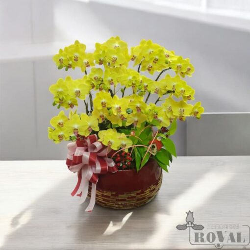 國際皇家花藝設計 蘭花