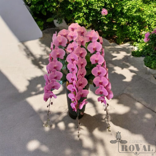 國際皇家花藝設計 蘭花