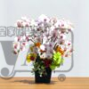 桌上蘭花 mfL03001 金秋豐收 3 mfL03001